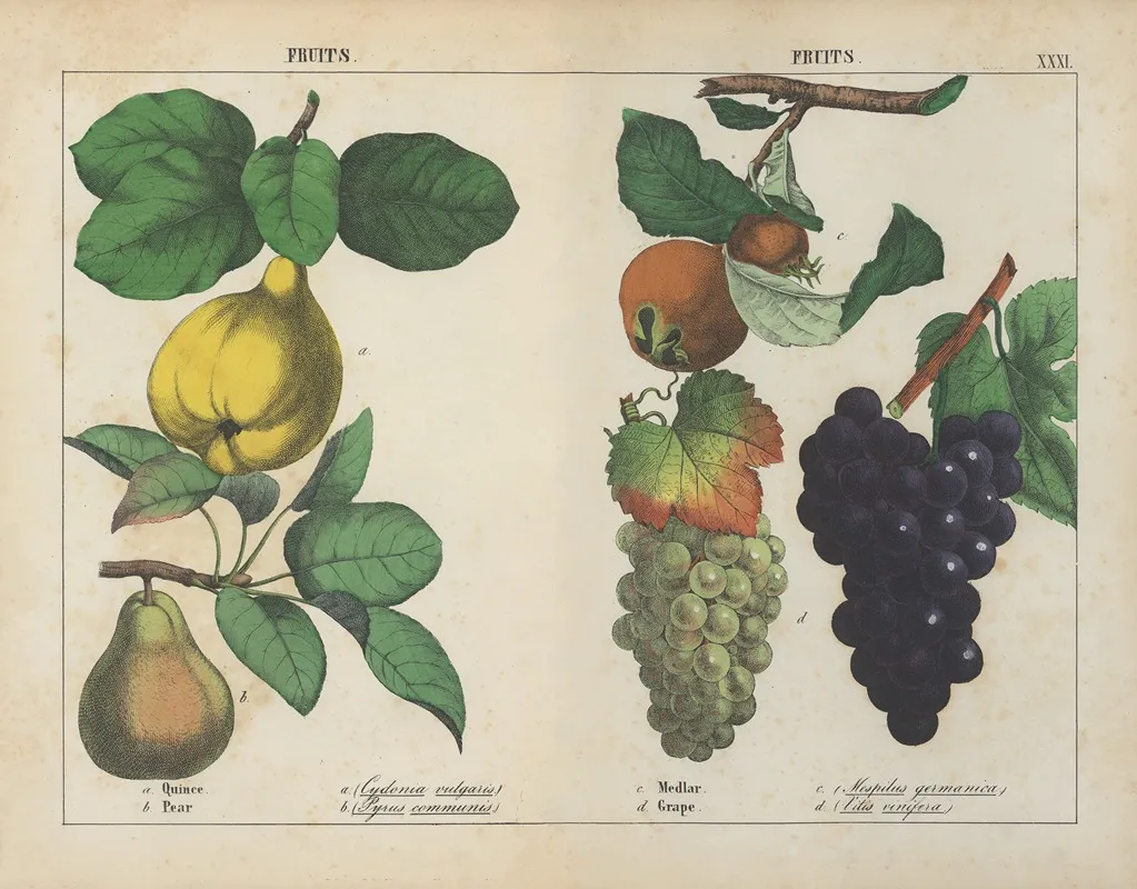 Fruits Quince Pear Medlar Grape Wall Art by Charlotte Mary Yonge - High-Resolution Digital Print