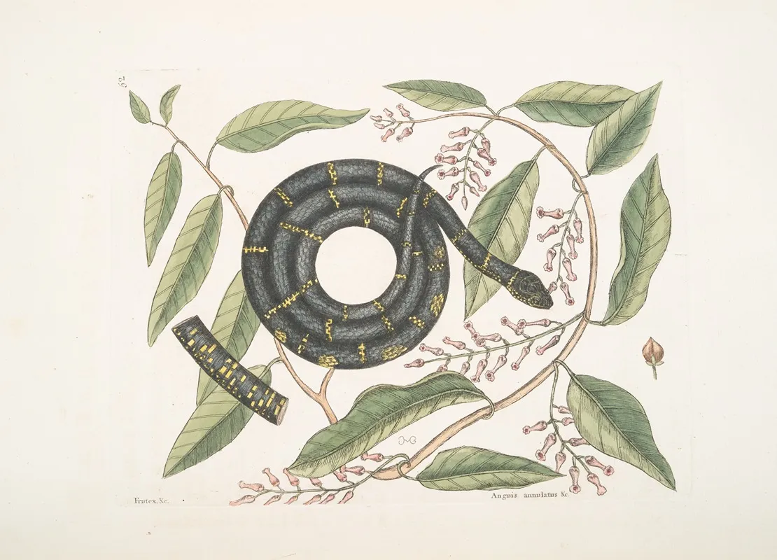 Frutex Anguis Annulatus C The Chain Snake Wall Art by Mark Catesby - High-Resolution Digital Print