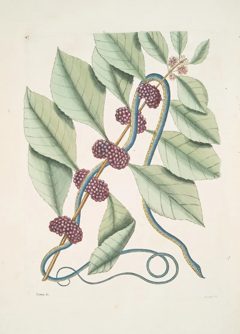 Frutex Anguis Gracilis Caeruleo Viridis The Blueish Green Snake Wall Art by Mark Catesby - High-Resolution Digital Print