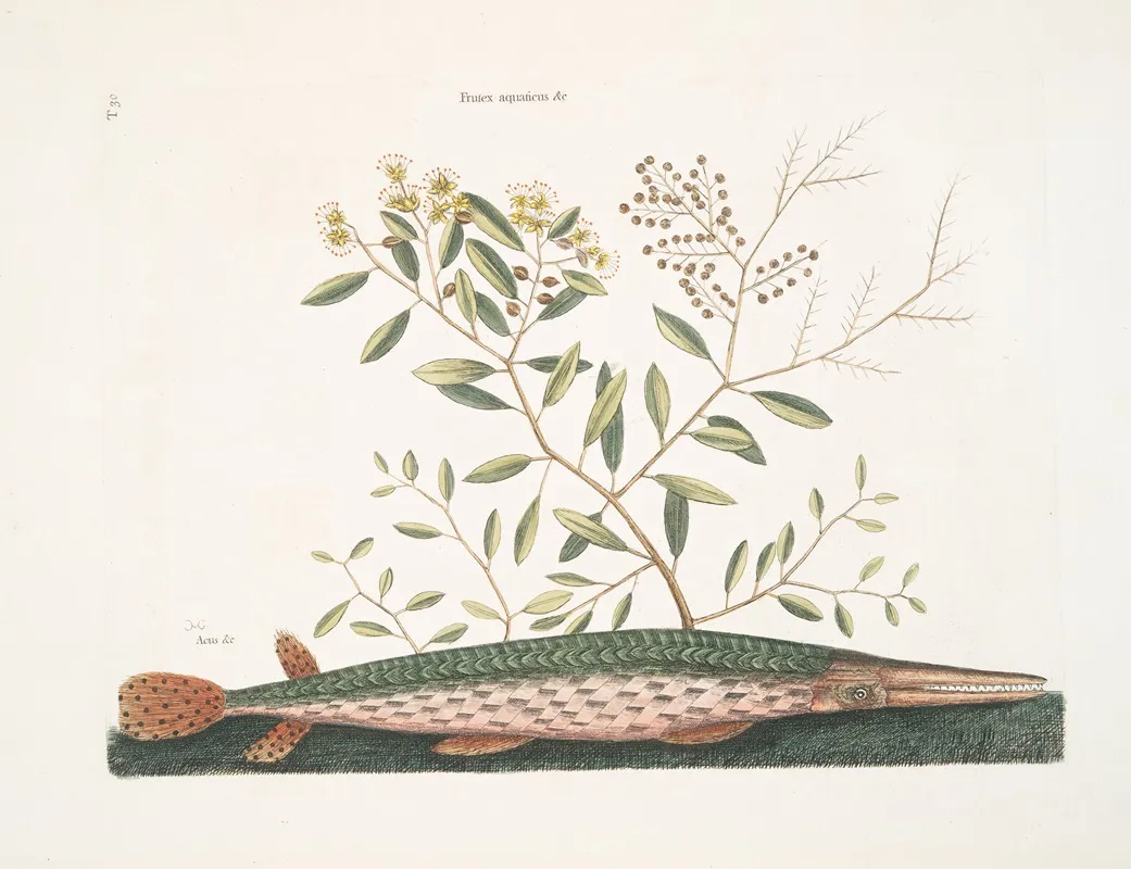 Frutex Aquaticus Acus C The Green Gar Fish Wall Art by Mark Catesby - High-Resolution Digital Print