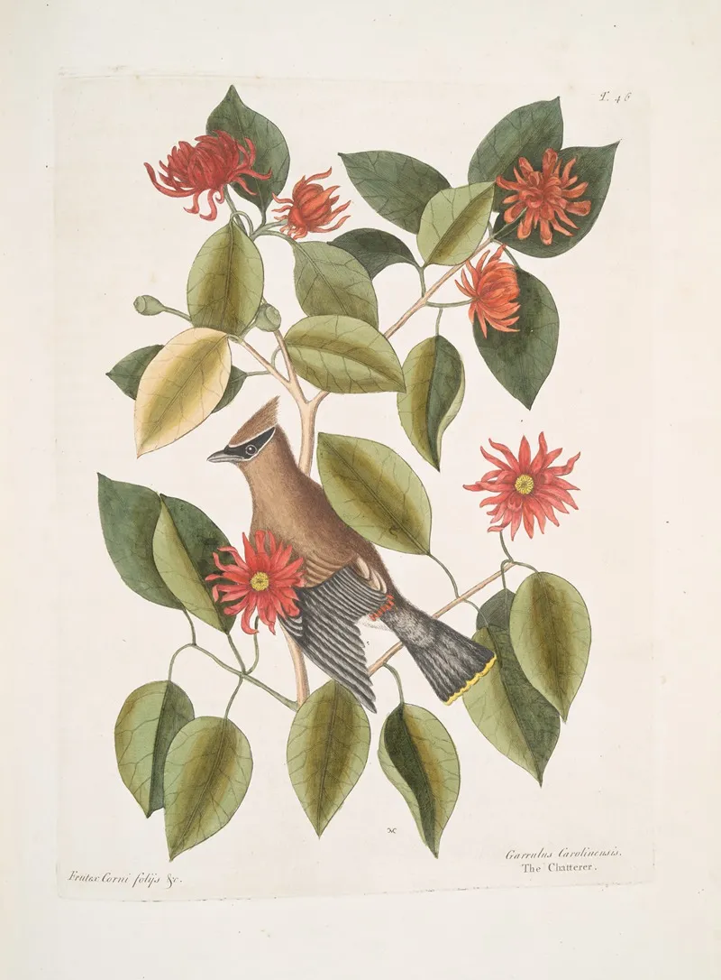 Frutex Corni Foliis Garullus Carolinensis The Chatterer Wall Art by Mark Catesby - High-Resolution Digital Print