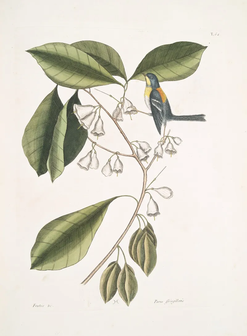 Frutex Parus Fringillaris The Frinch Greeper Wall Art by Mark Catesby - High-Resolution Digital Print