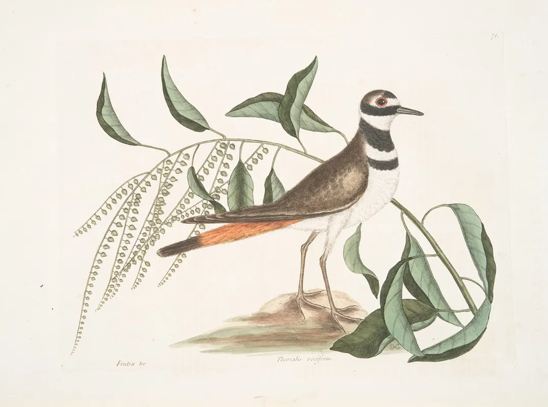 Frutex Pluvialis Vociferus The Chattering Plover Wall Art by Mark Catesby - High-Resolution Digital Print