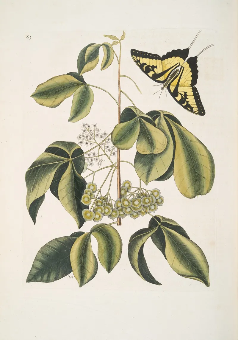 Frutex Viginianus Papilio Caudatus Maximus Wall Art by Mark Catesby - High-Resolution Digital Print