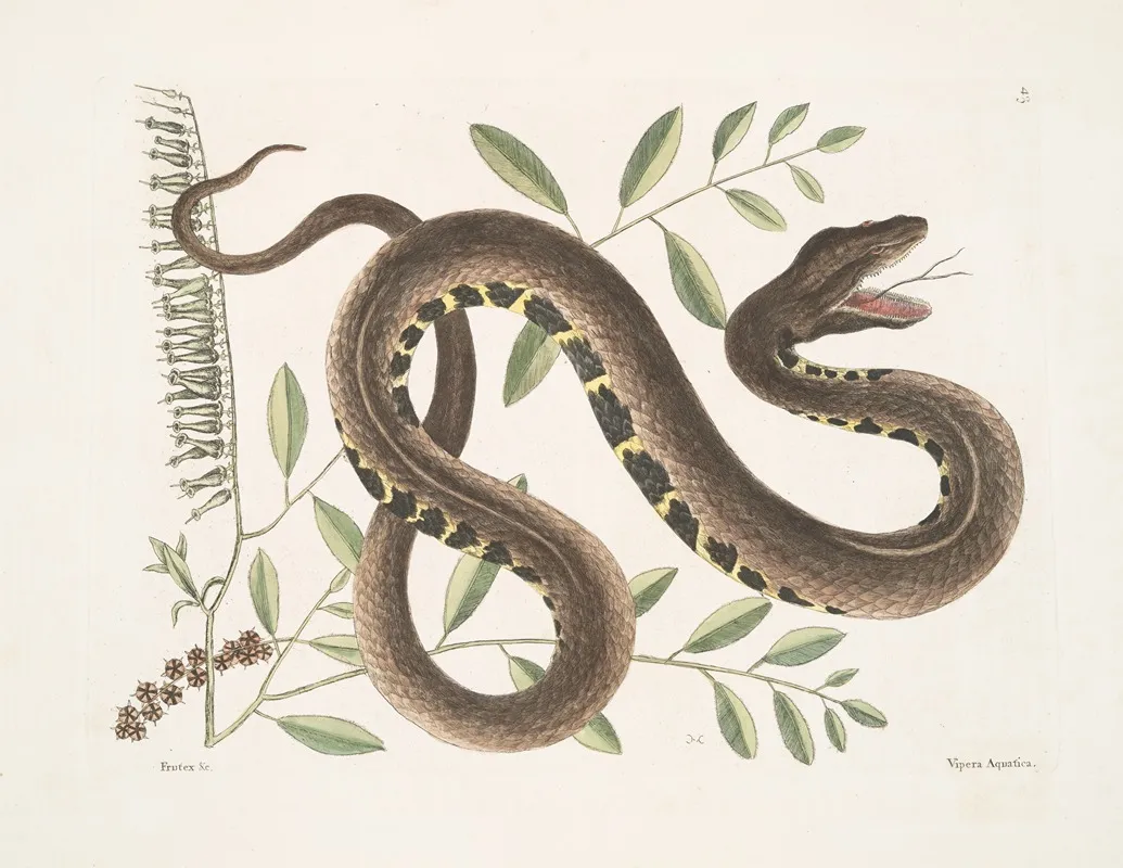 Frutex Vipera Aquaticathe Water Viper Wall Art by Mark Catesby - High-Resolution Digital Print