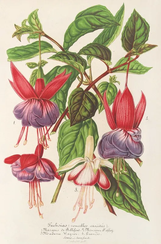 Fuchsia Nouvelles Varietes De Wall Art by Charles Antoine Lemaire - High-Resolution Digital Print