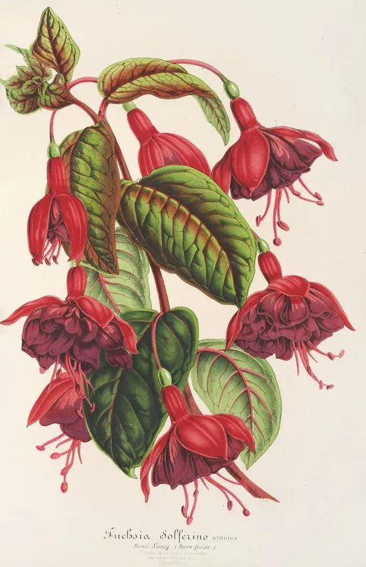 Fuchsia Solferino Wall Art by Charles Antoine Lemaire - High-Resolution Digital Print