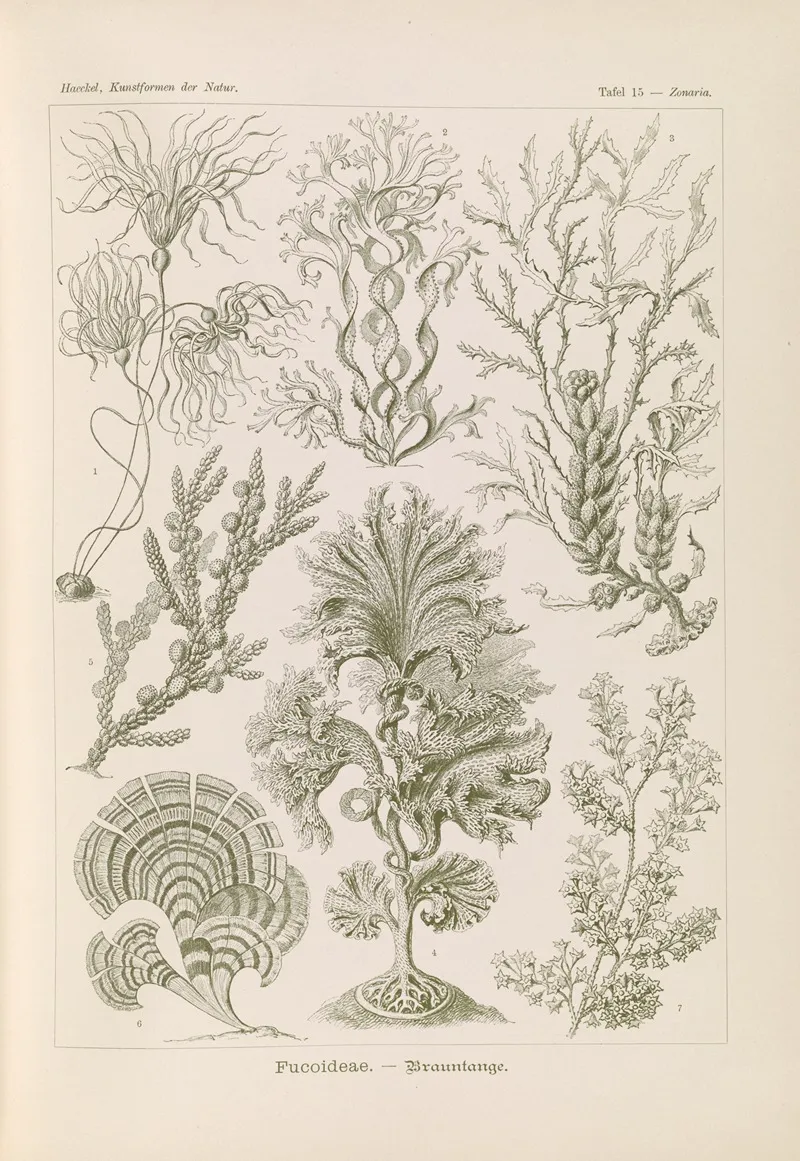 Fucoideae Brauntange Wall Art by Ernst Haeckel - High-Resolution Digital Print