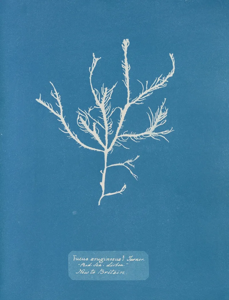 Fucus Aruginosus Turner Red Sea Lisbon New To Britain Wall Art by Anna Atkins - High-Resolution Digital Print