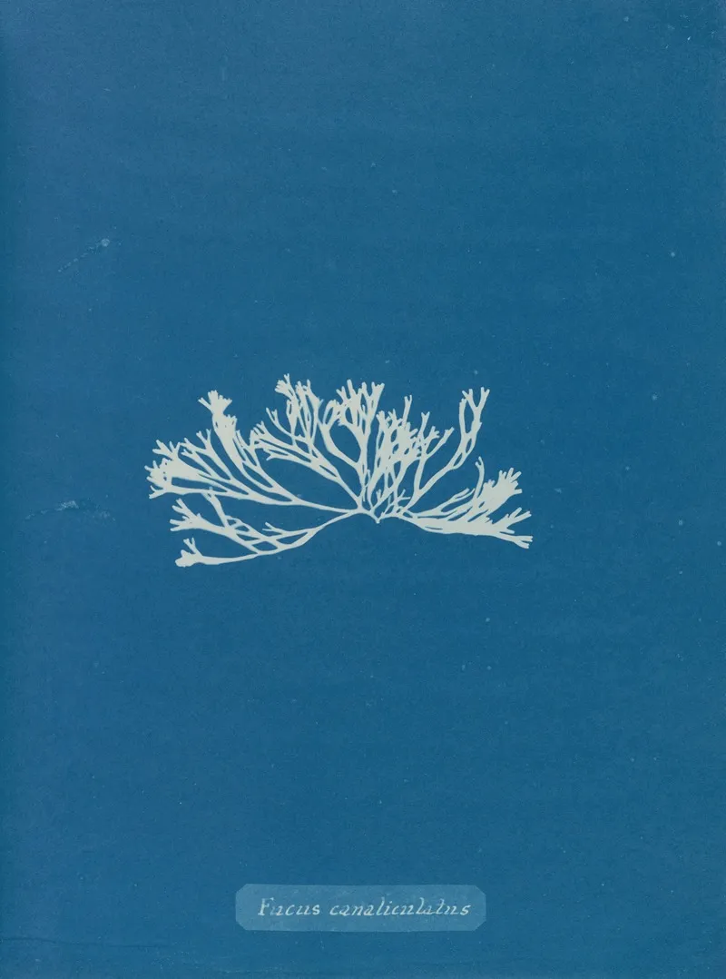 Fucus Canaliculatus Wall Art by Anna Atkins - High-Resolution Digital Print