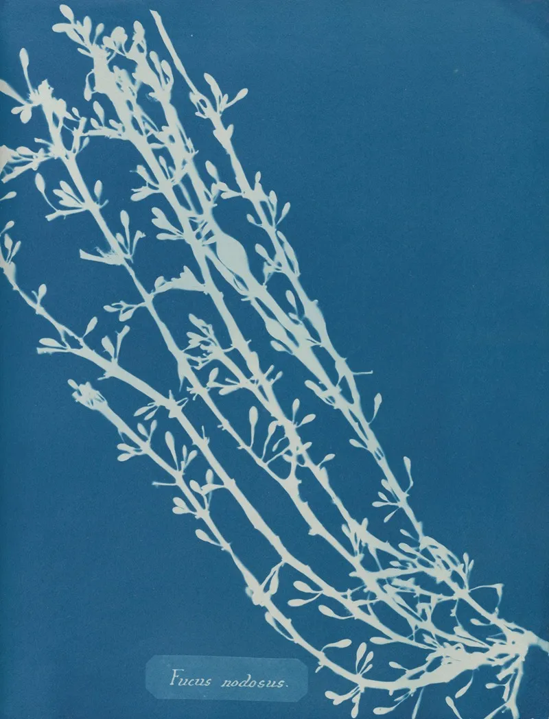 Fucus Nodosus Wall Art by Anna Atkins - High-Resolution Digital Print