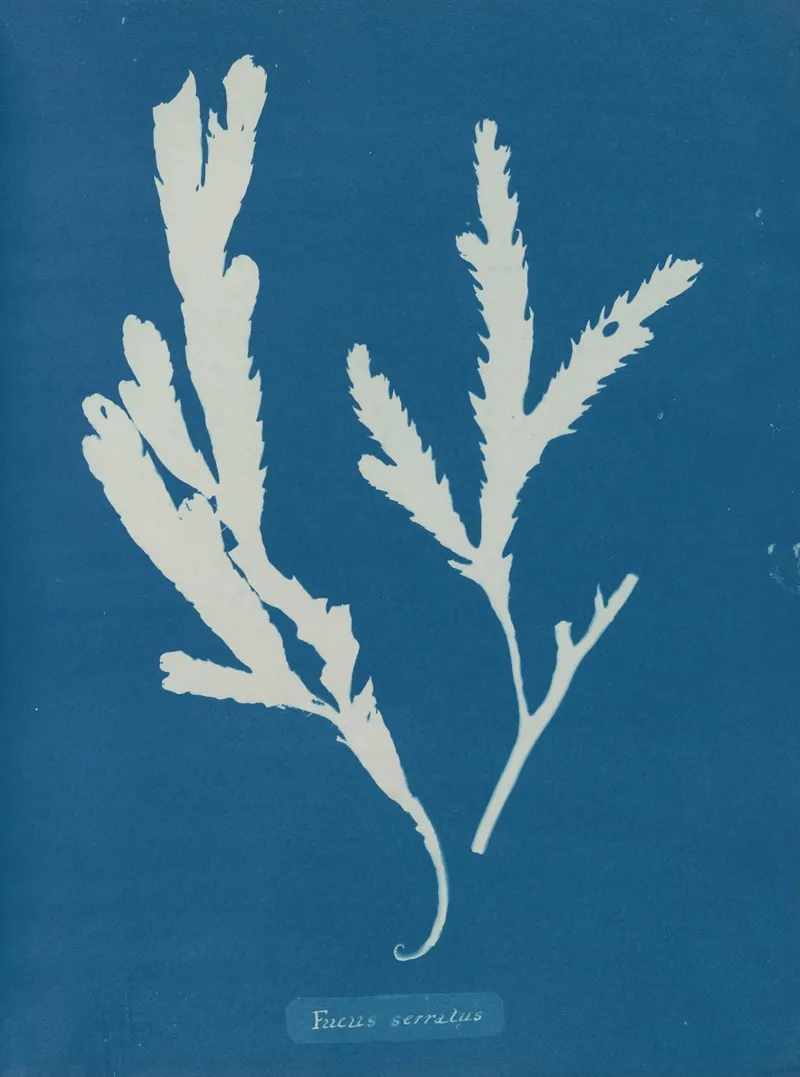 Fucus Serratus Wall Art by Anna Atkins - High-Resolution Digital Print