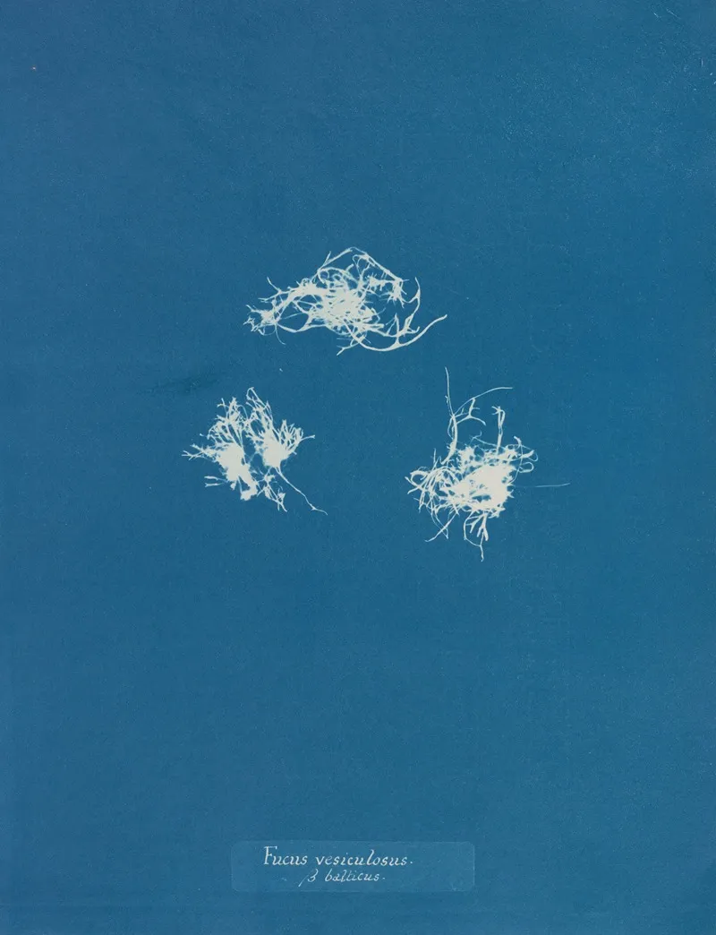 Fucus Vesiculosus V Balticus Wall Art by Anna Atkins - High-Resolution Digital Print
