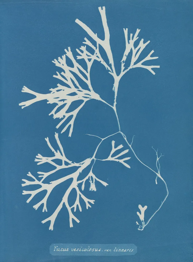 Fucus Vesiculosus Var Linearis Wall Art by Anna Atkins - High-Resolution Digital Print