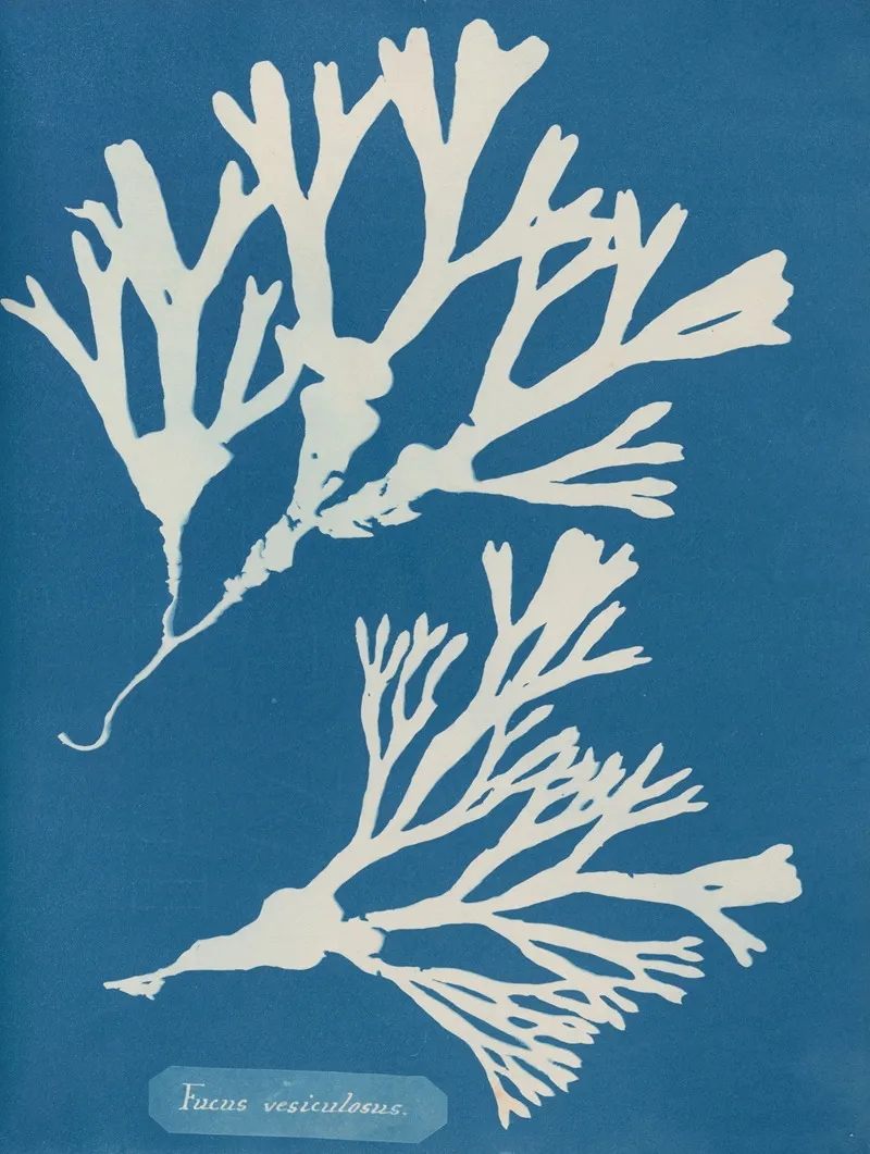 Fucus Vesiculosus Wall Art by Anna Atkins - High-Resolution Digital Print