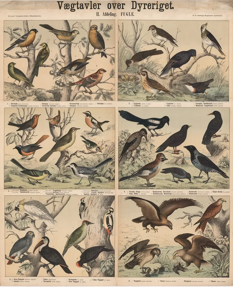 Fugle Wall Art by P.T. Malling - High-Resolution Digital Print