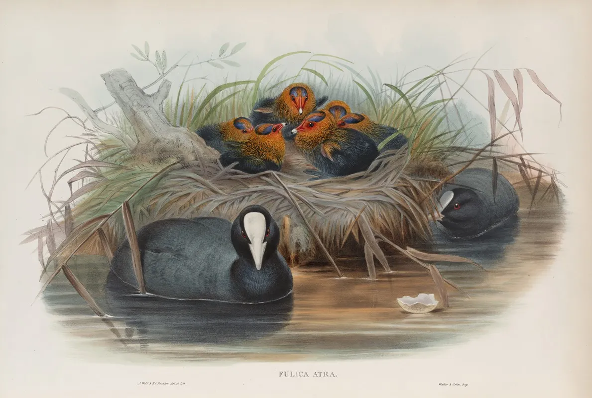 Fulica Aqtra Coot Wall Art by John Gould - High-Resolution Digital Print