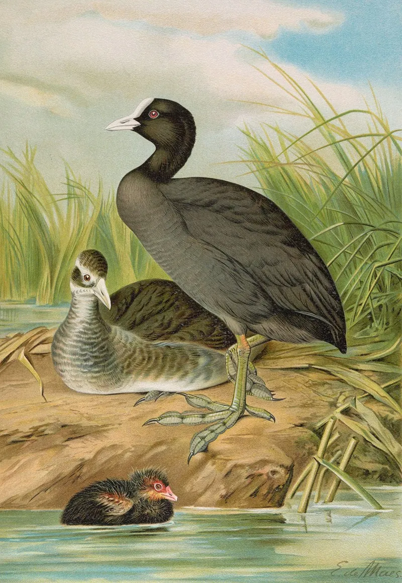 Fulica Atra Wall Art by Johann Friedrich Naumann - High-Resolution Digital Print