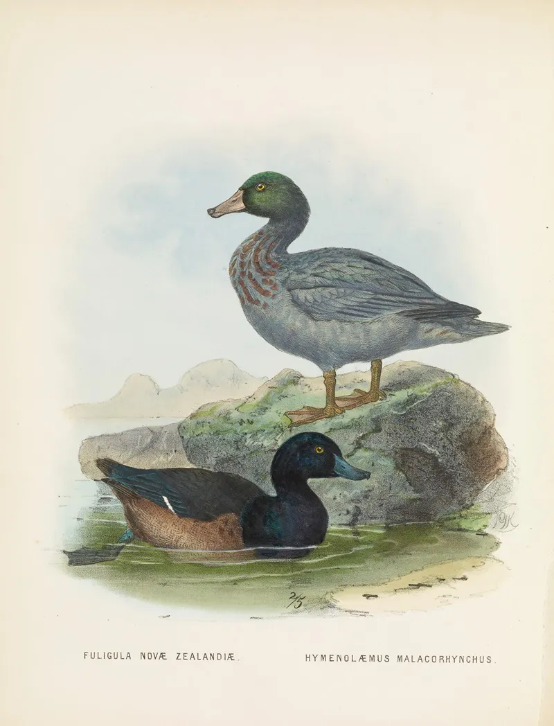 Fuligula Novae Zealandiae And Hymenolaemus Malacorhynchus Wall Art by John Gerrard Keulemans - High-Resolution Digital Print