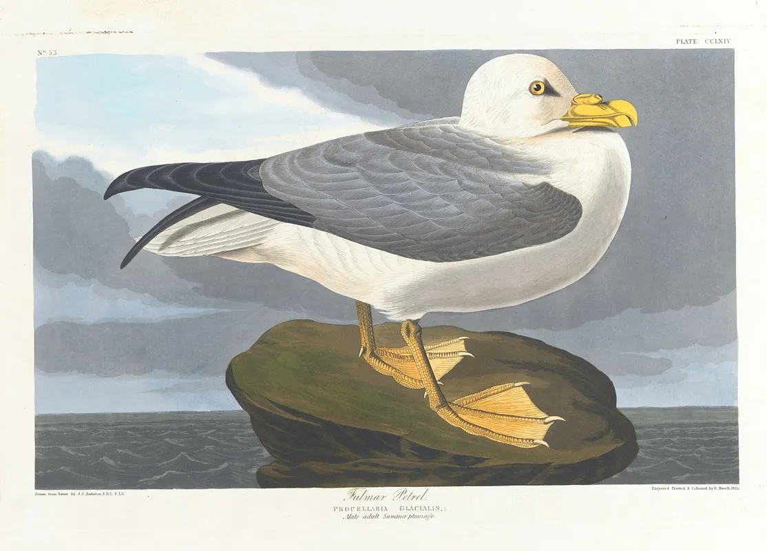 Fulmar Petrel Wall Art by John James Audubon - High-Resolution Digital Print