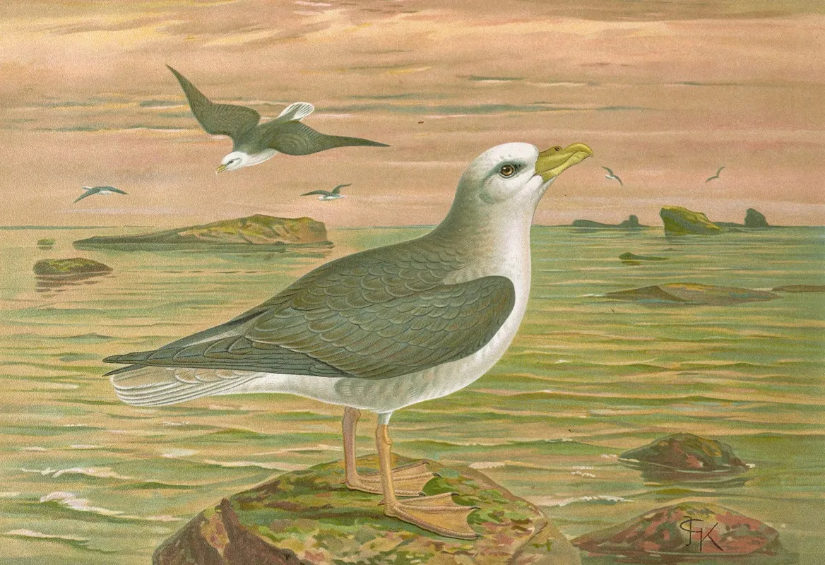 Fulmarus Glacialis Eis Movensturmvogel Wall Art by Johann Friedrich Naumann - High-Resolution Digital Print