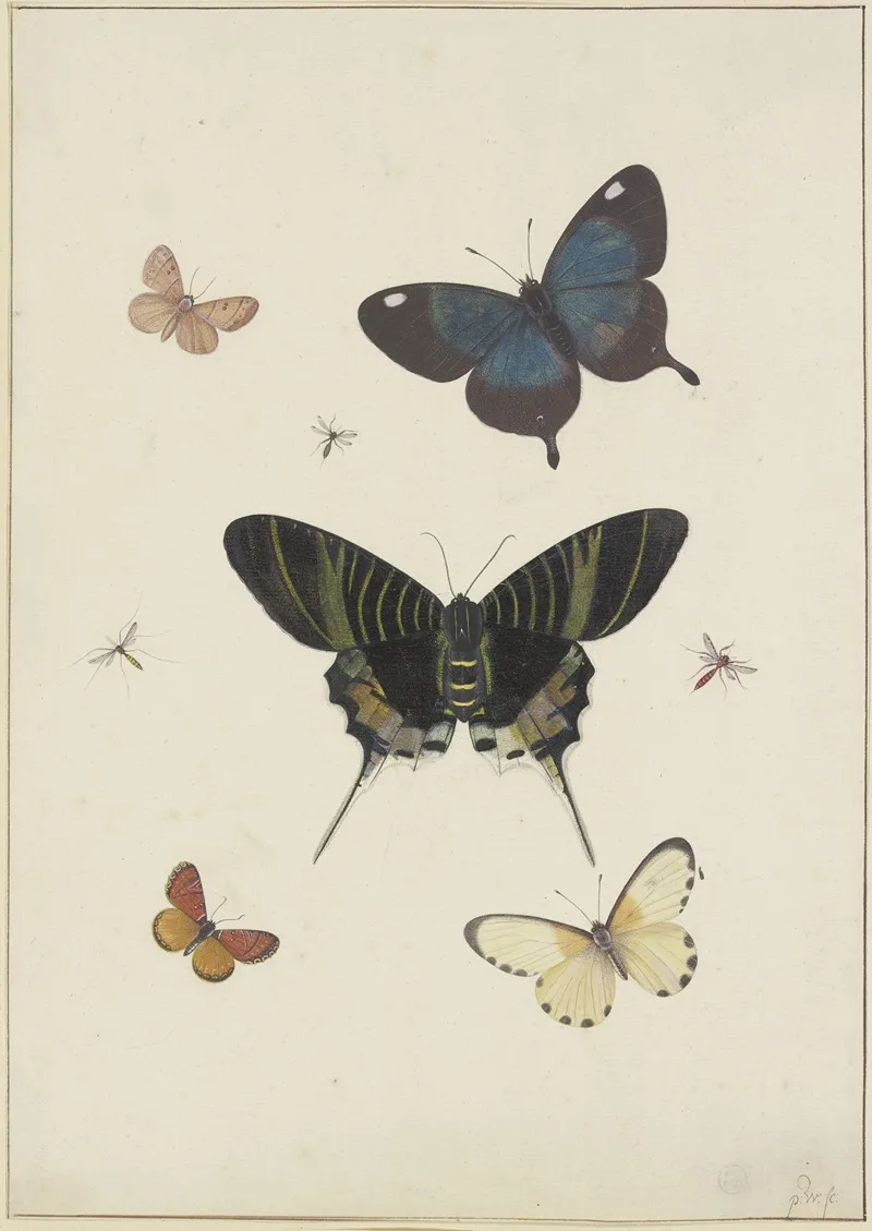 Funf Schmetterlinge Und Drei Insekten Wall Art by Pieter Withoos - High-Resolution Digital Print