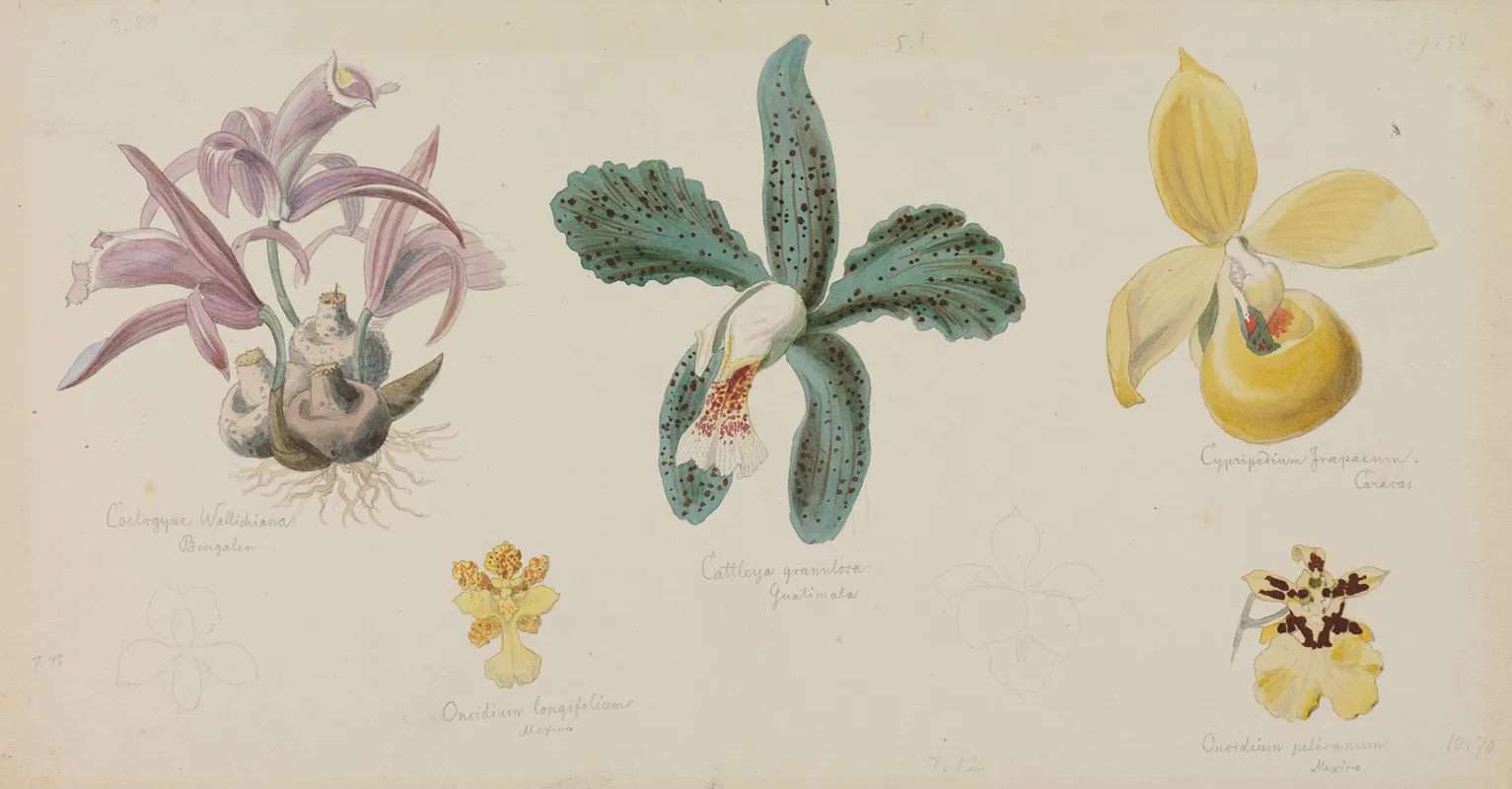Funf Verschiedene Orchideenbluten