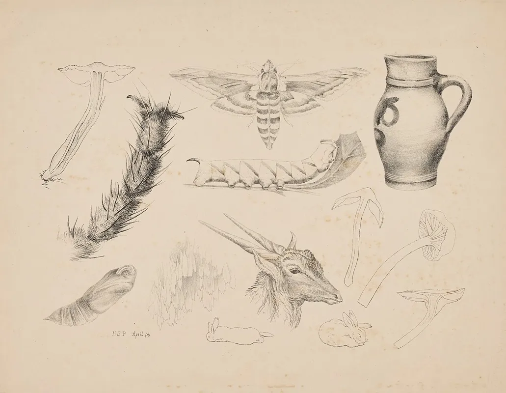 Fungi The Magnified Leg Of A Fly Studies Of A Privet Hawk Moth And Its Life Cycle A Jug A Gazelles Head And Rabbits Wall Art by Beatrix Potter - High-Resolution Digital Print