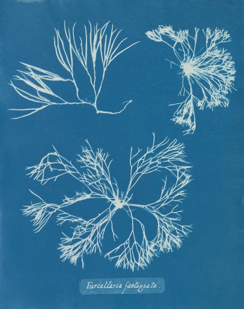 Furcellaria Fastigiata 2 Wall Art by Anna Atkins - High-Resolution Digital Print