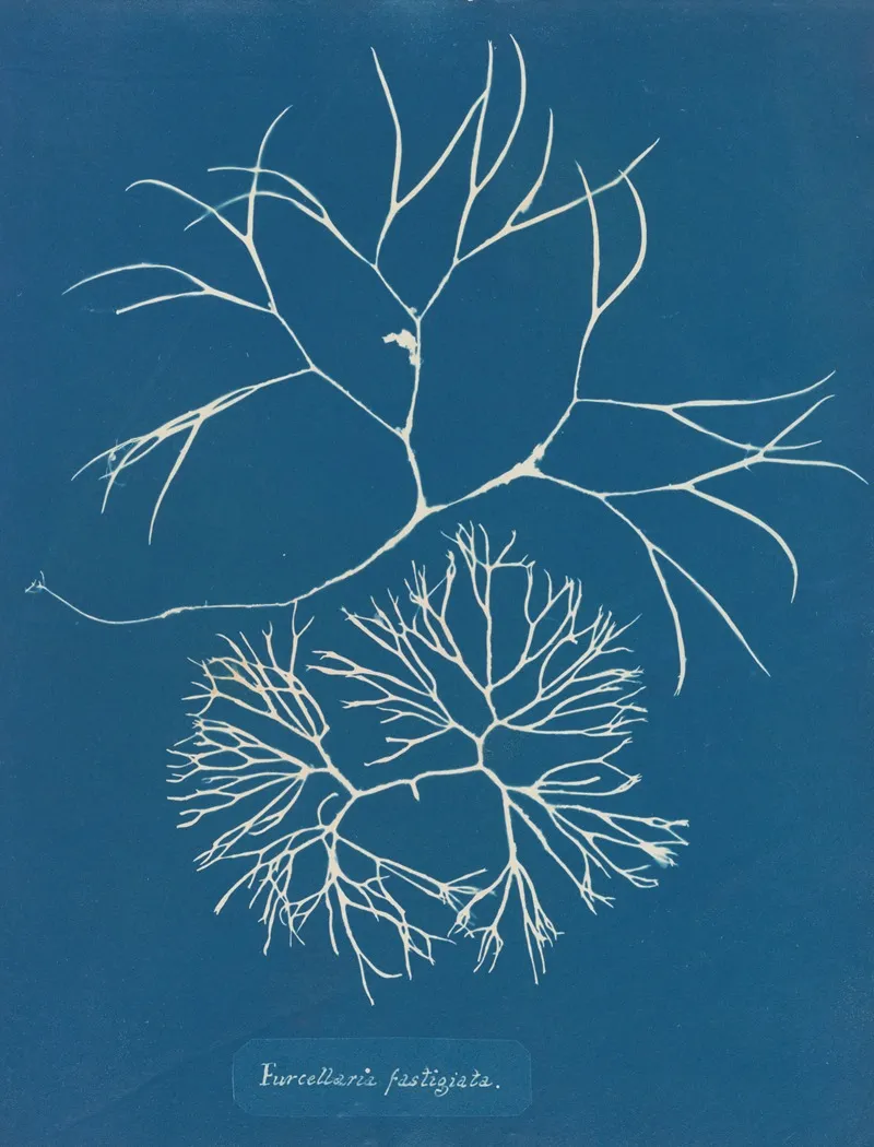 Furcellaria Fastigiata Wall Art by Anna Atkins - High-Resolution Digital Print