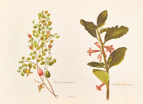 Fushia Procumbens Wall Art by Georgina Burne Hetley - High-Resolution Digital Print