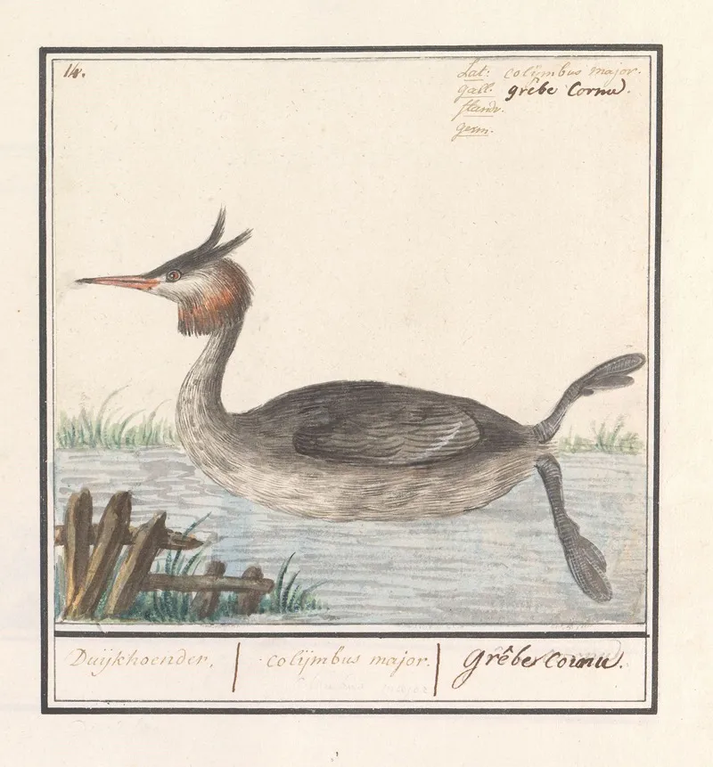 Fuut Podiceps Cristatus Duijkhoender Colijmbus Major Grebe Cornu Wall Art by Anselmus Boëtius de Boodt - High-Resolution Digital Print