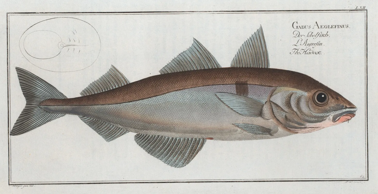 Gadus Aeglefinus The Hadock Wall Art by Marcus Elieser Bloch - High-Resolution Digital Print