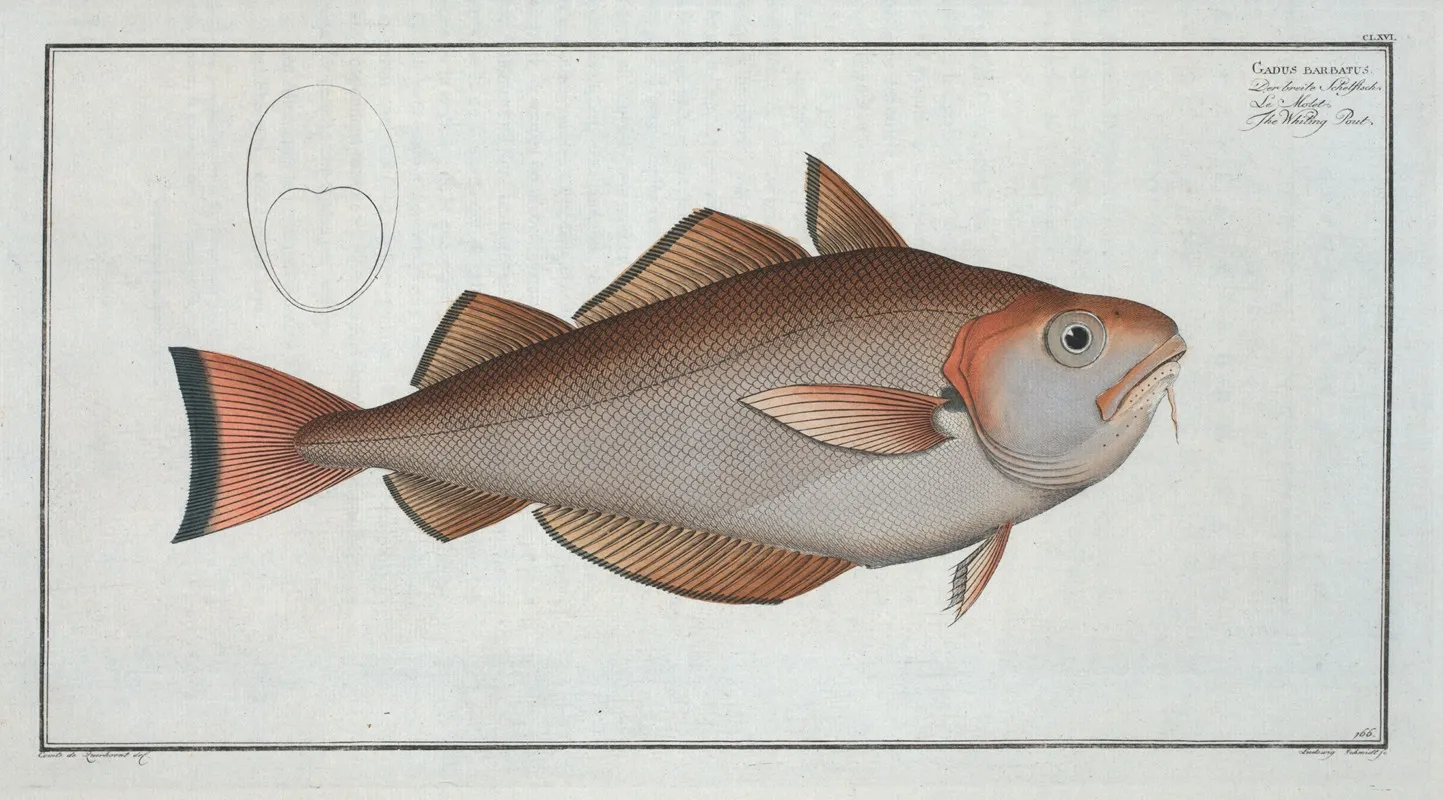 Gadus Barbatus The Whiting Pout Wall Art by Marcus Elieser Bloch - High-Resolution Digital Print