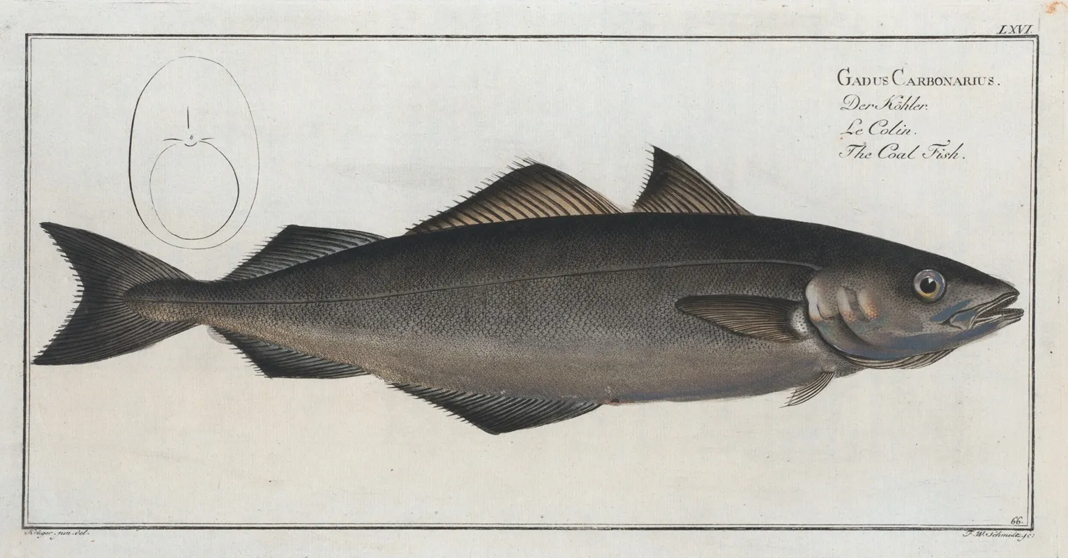 Gadus Carbonarius The Coal Fish Wall Art by Marcus Elieser Bloch - High-Resolution Digital Print