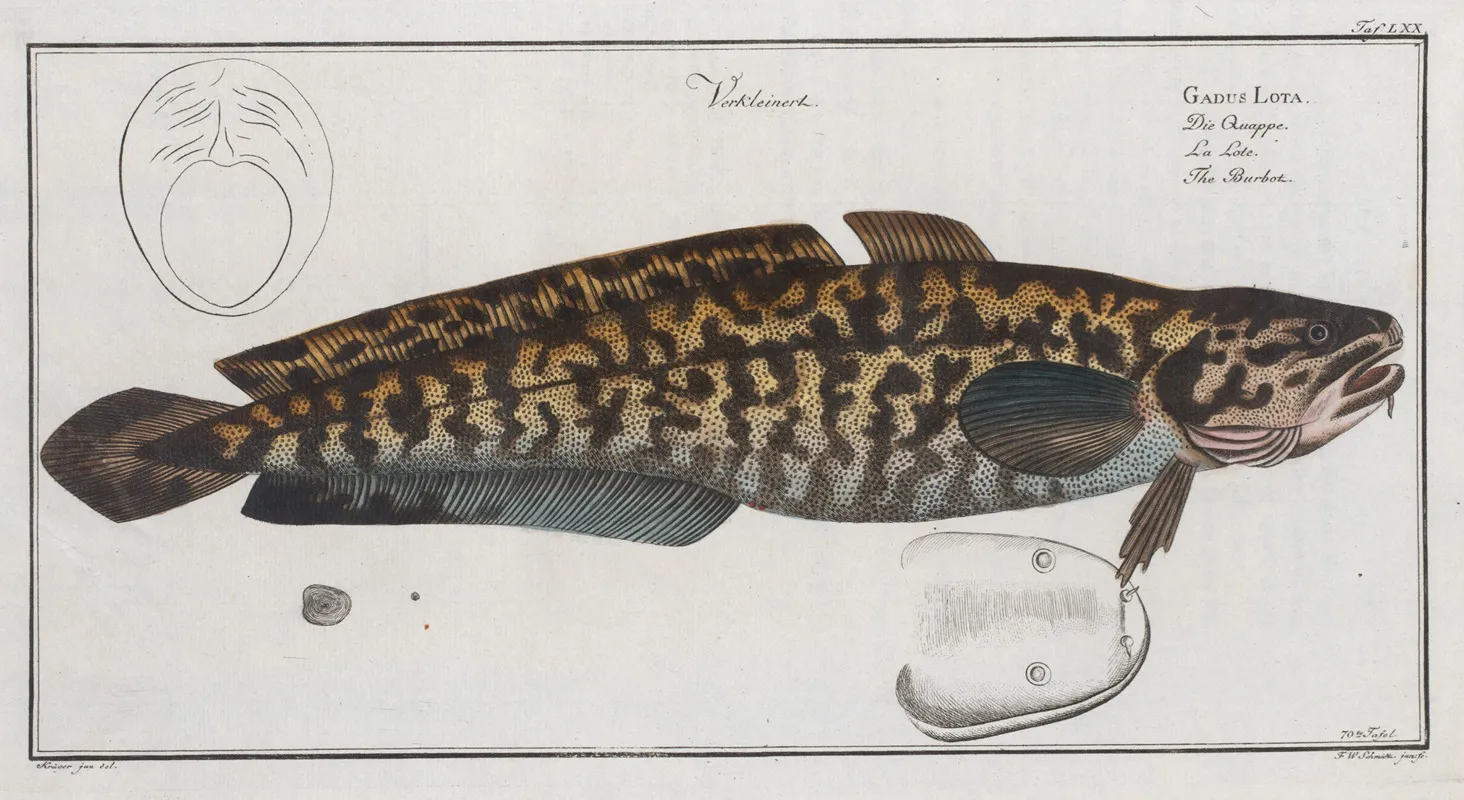 Gadus Lota The Burbot Wall Art by Marcus Elieser Bloch - High-Resolution Digital Print