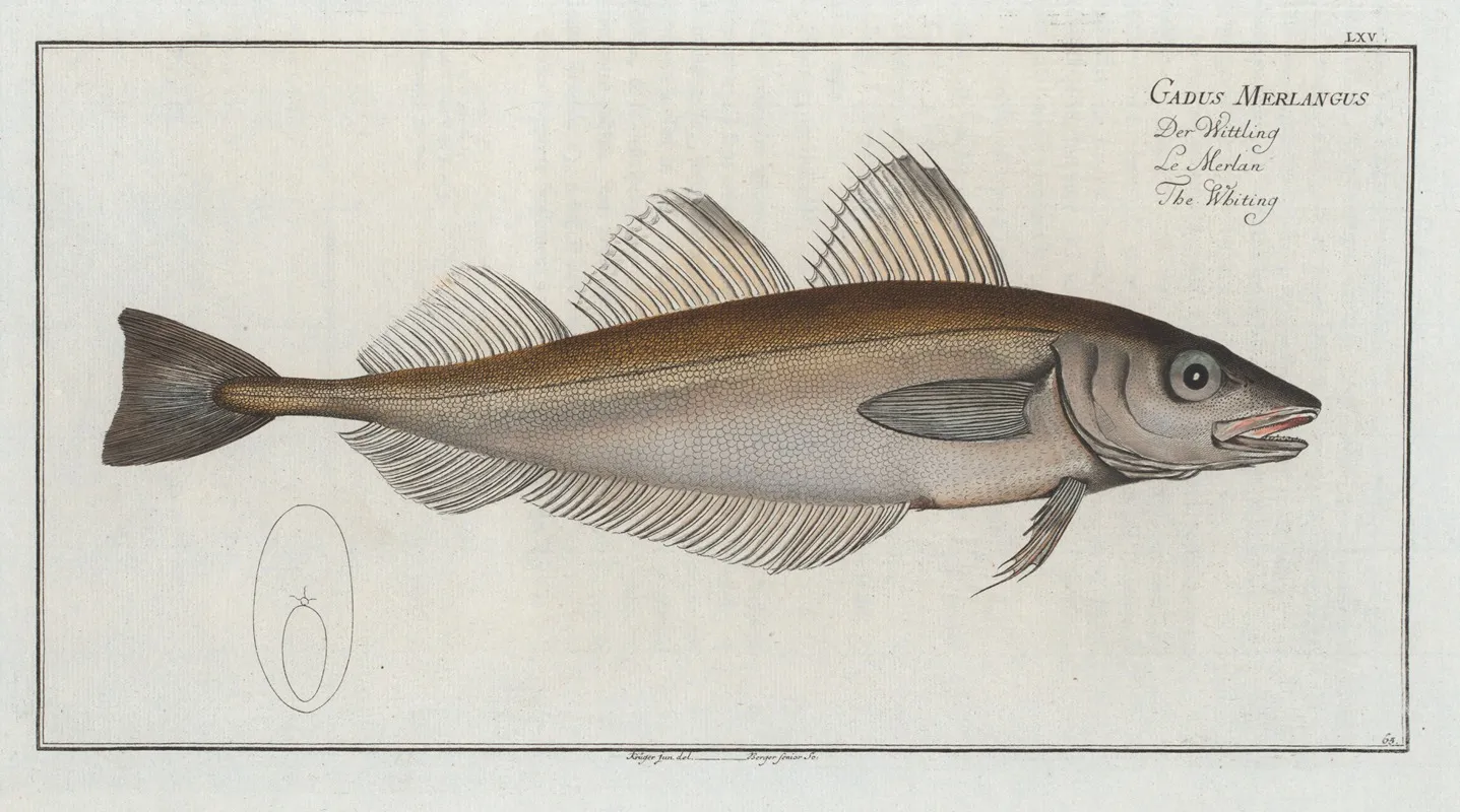 Gadus Merlangus The Whiting Wall Art by Marcus Elieser Bloch - High-Resolution Digital Print