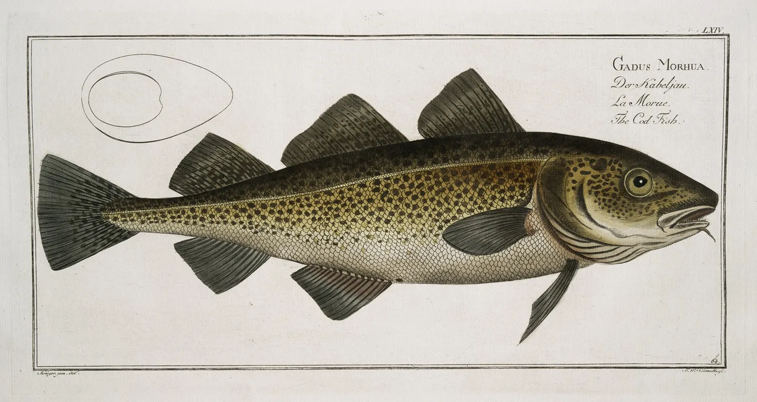 Gadus Morhua The Cod Fish Wall Art by Marcus Elieser Bloch - High-Resolution Digital Print