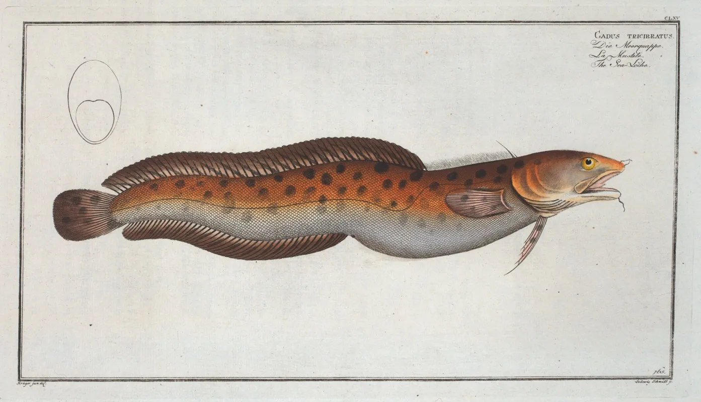 Gadus Tricirratus The Sea Loche Wall Art by Marcus Elieser Bloch - High-Resolution Digital Print
