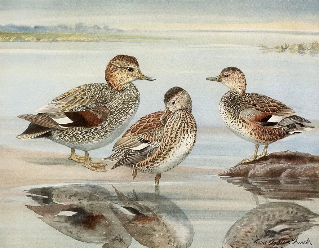 Gadwall Couess Gadwall Wall Art by Louis Agassiz Fuertes - High-Resolution Digital Print