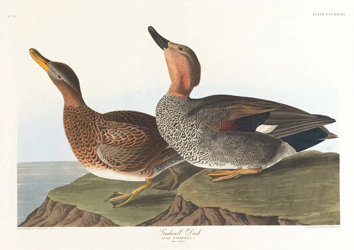 Gadwall Duck Wall Art by John James Audubon - High-Resolution Digital Print