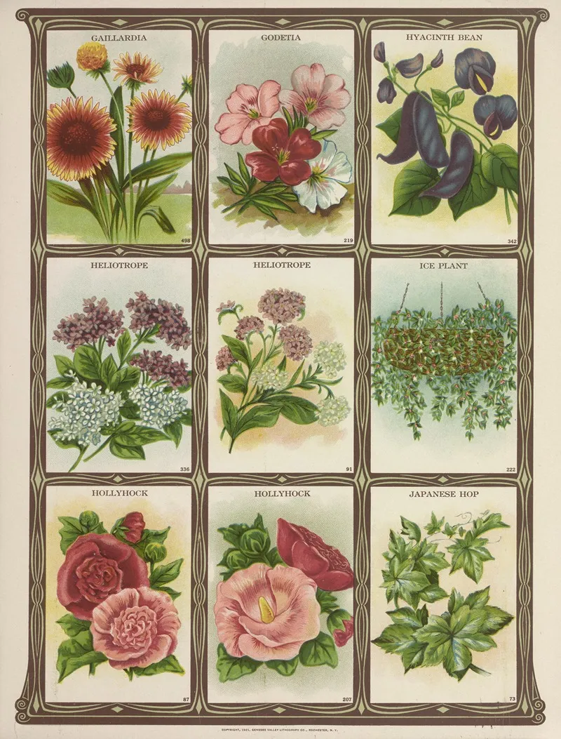 Gaillardia Godetia Hyacinth Bean Heliotrope Wall Art by Genesee Valley Lithograph Co. - High-Resolution Digital Print