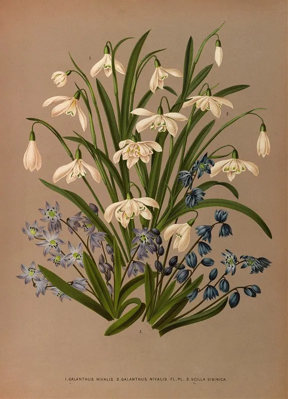 Galanthus Nivalis 2 Galanthus Nivalis Fl Pl 3 Scilla Sibirica Wall Art by Arentina Hendrica Arendsen - High-Resolution Digital Print