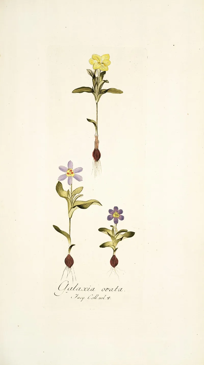Galaxia Ovata Wall Art by Nikolaus Joseph Freiherr von Jacquin - High-Resolution Digital Print