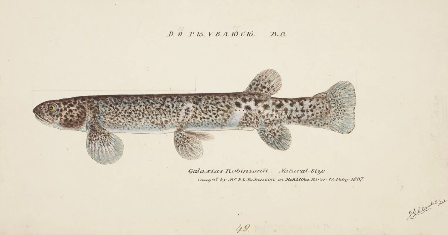 Galaxias Brevipinnis