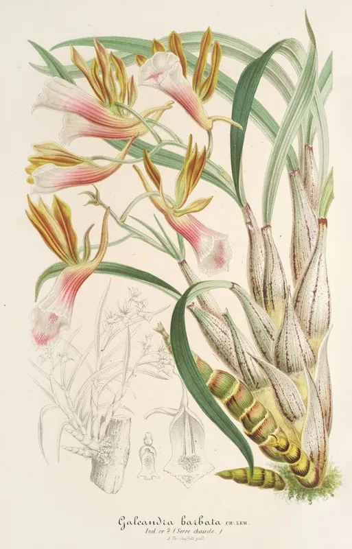 Galeandra Barbata Wall Art by Charles Antoine Lemaire - High-Resolution Digital Print