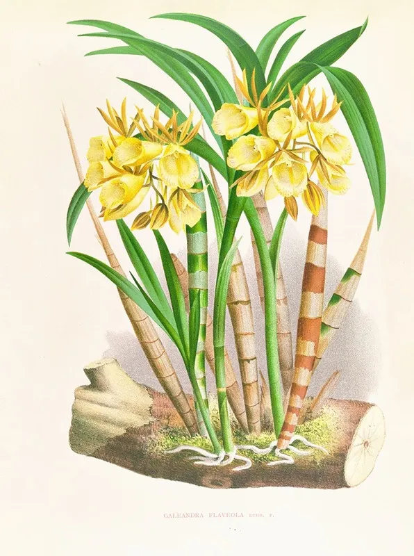 Galeandra Flaveola Wall Art by Jean Jules Linden - High-Resolution Digital Print