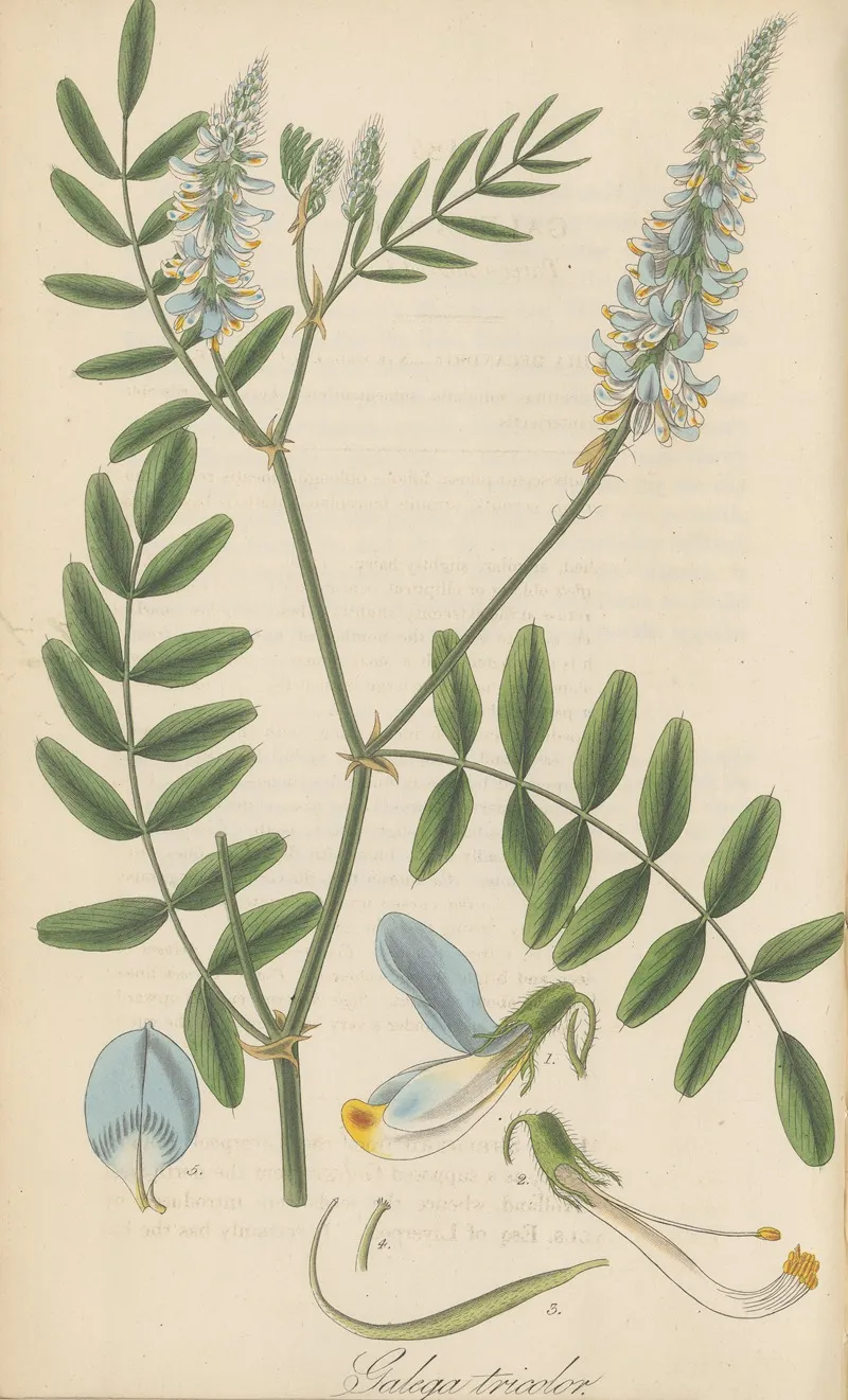 Galega Tricolor Wall Art by William Jackson Hooker - High-Resolution Digital Print