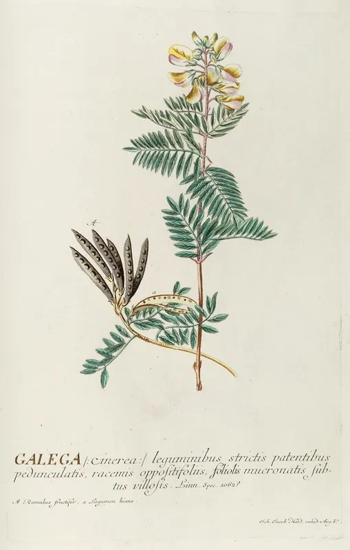 Galega Wall Art by Georg Dionysius Ehret - High-Resolution Digital Print