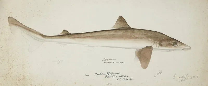 Galeorhinus Galeus Nz Requiem Shark